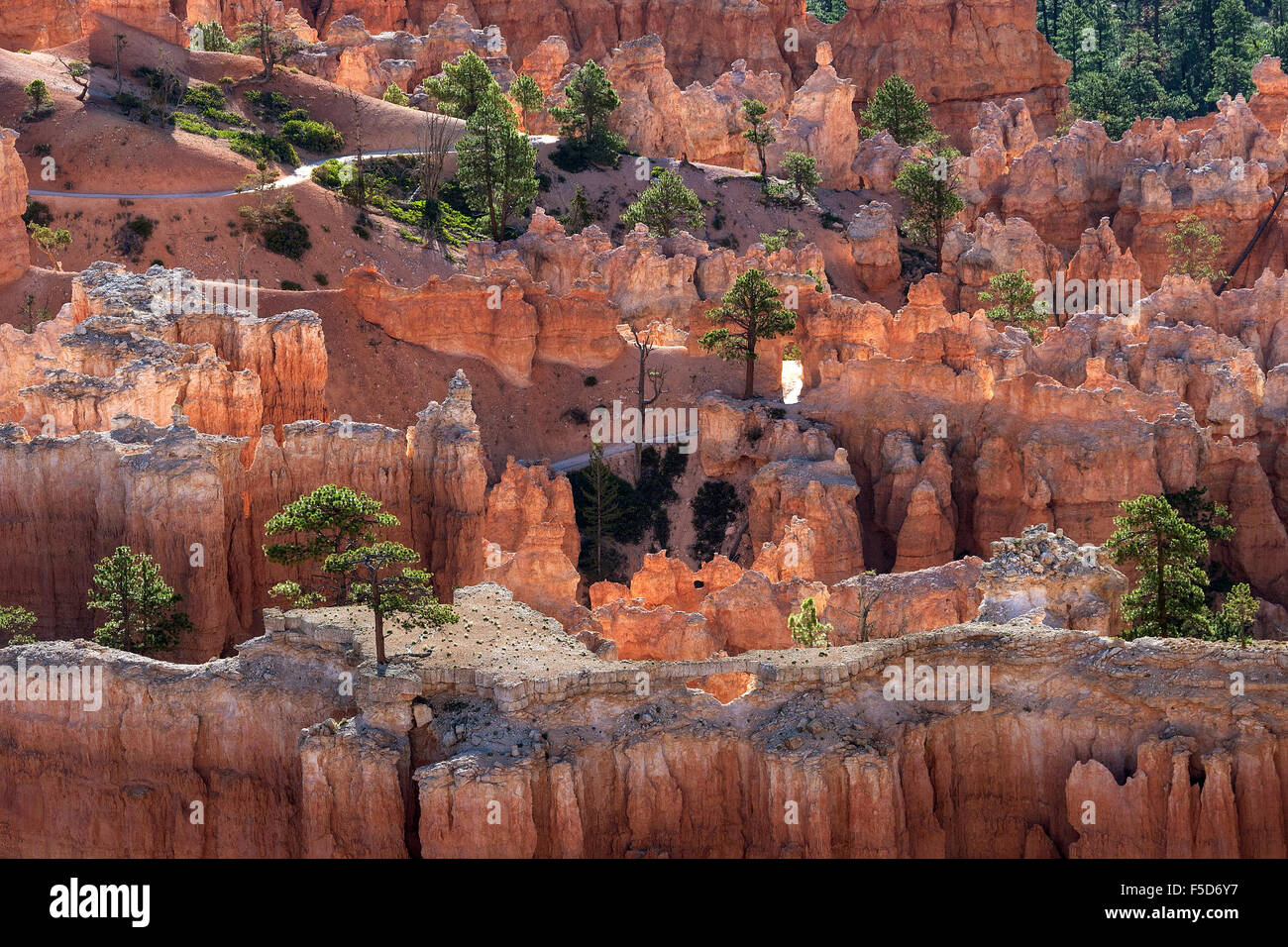 View of coloured rock formations and pine (Pinus sp.) trees, fairy chimneys, morning light, Bryce Canyon National Park, Utah Stock Photo