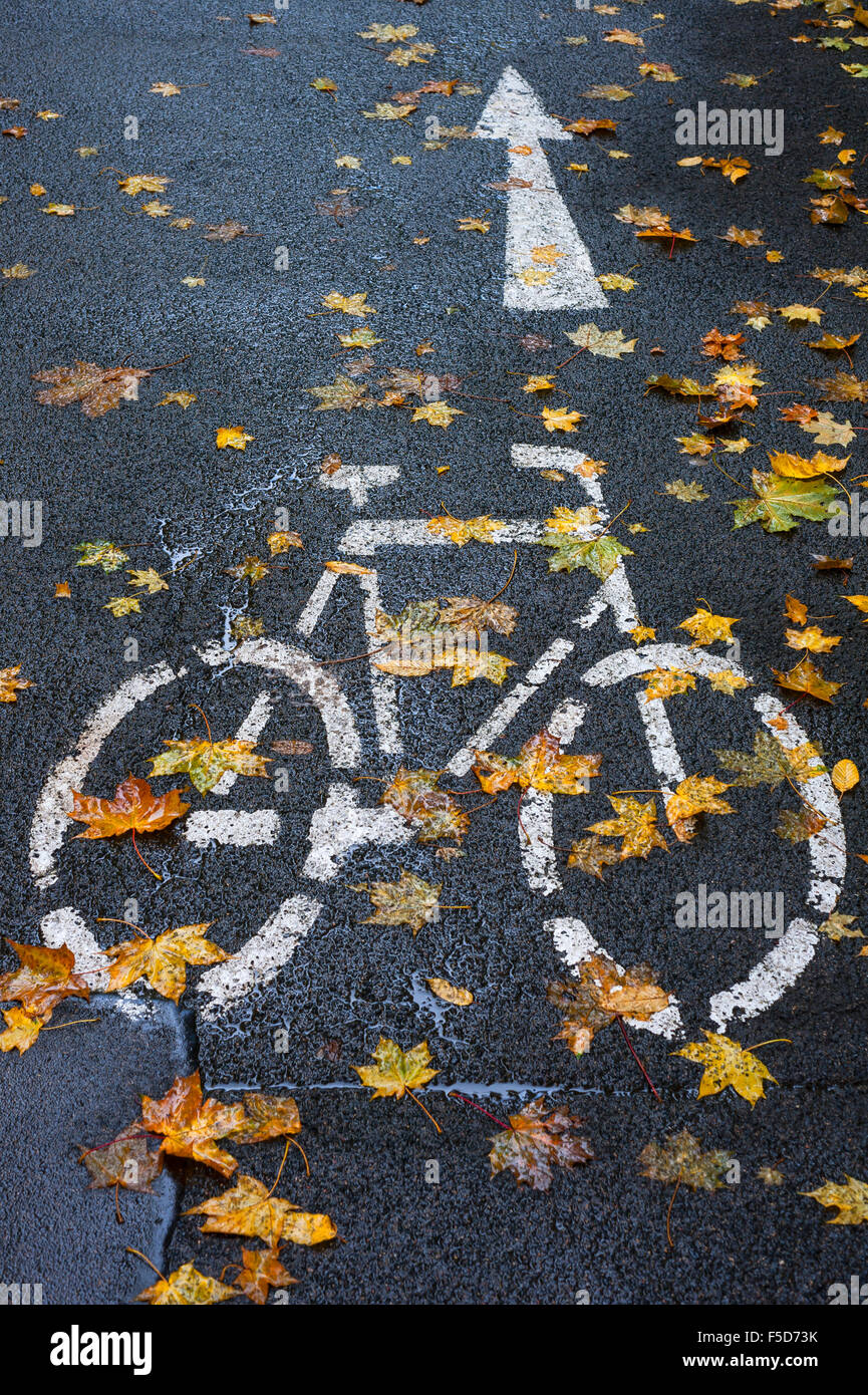 Designated cycle track, rain-slicked with autumn leaves, Bamberg, Upper Franconia, Bavaria, Germany Stock Photo