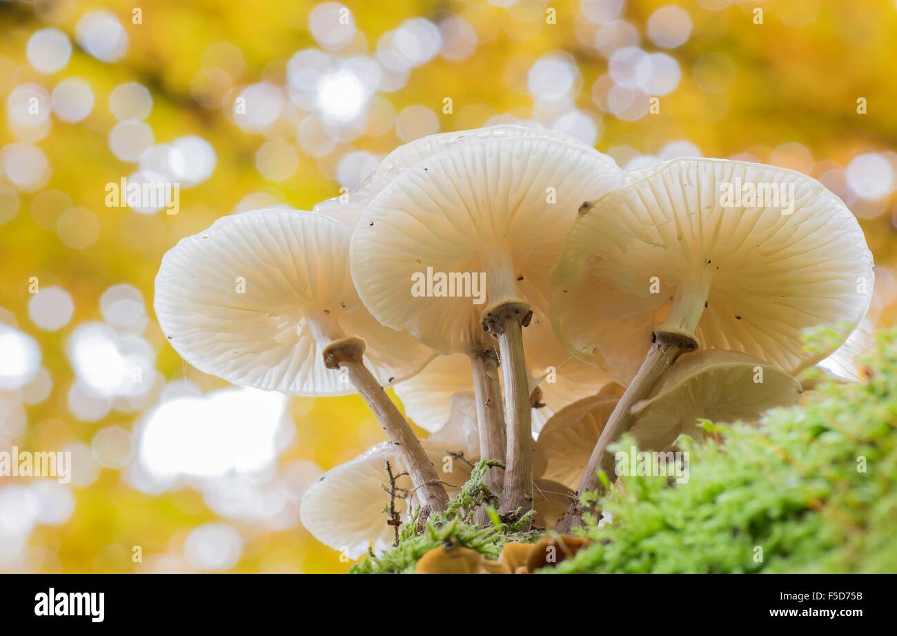 Porcelain fungi (Oudemansiella mucida) on moss, Hesse, Germany Stock Photo