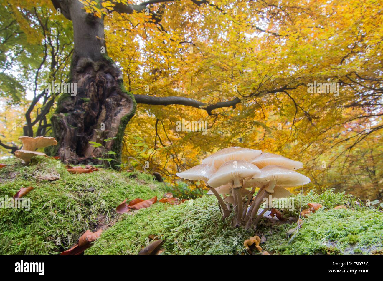 Porcelain fungi (Oudemansiella mucida) in deciduous forest, Hesse, Germany Stock Photo