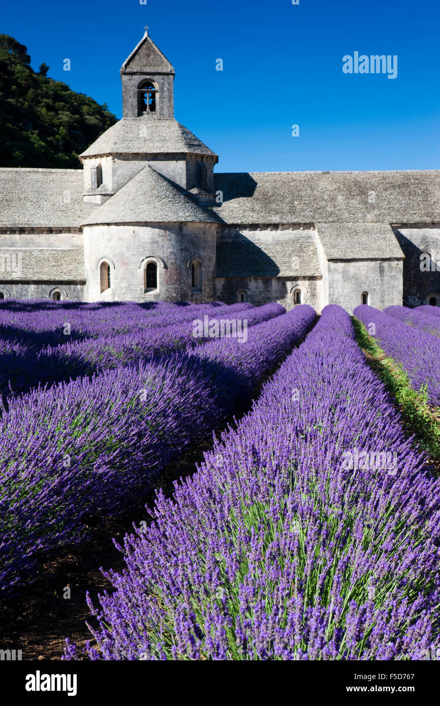 Cistercian abbey Abbaye Notre-Dame de Senanque with lavender field, Vaucluse, Provence, Provence-Alpes-Côte d'Azur, France Stock Photo