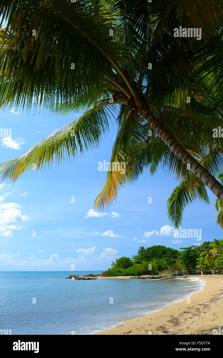 Palm trees at the Marina Beach. Reserva Marina Tres Palmas. Marina Beach. Ricon, Puerto Rico. USA territory. Caribbean Island. Stock Photo