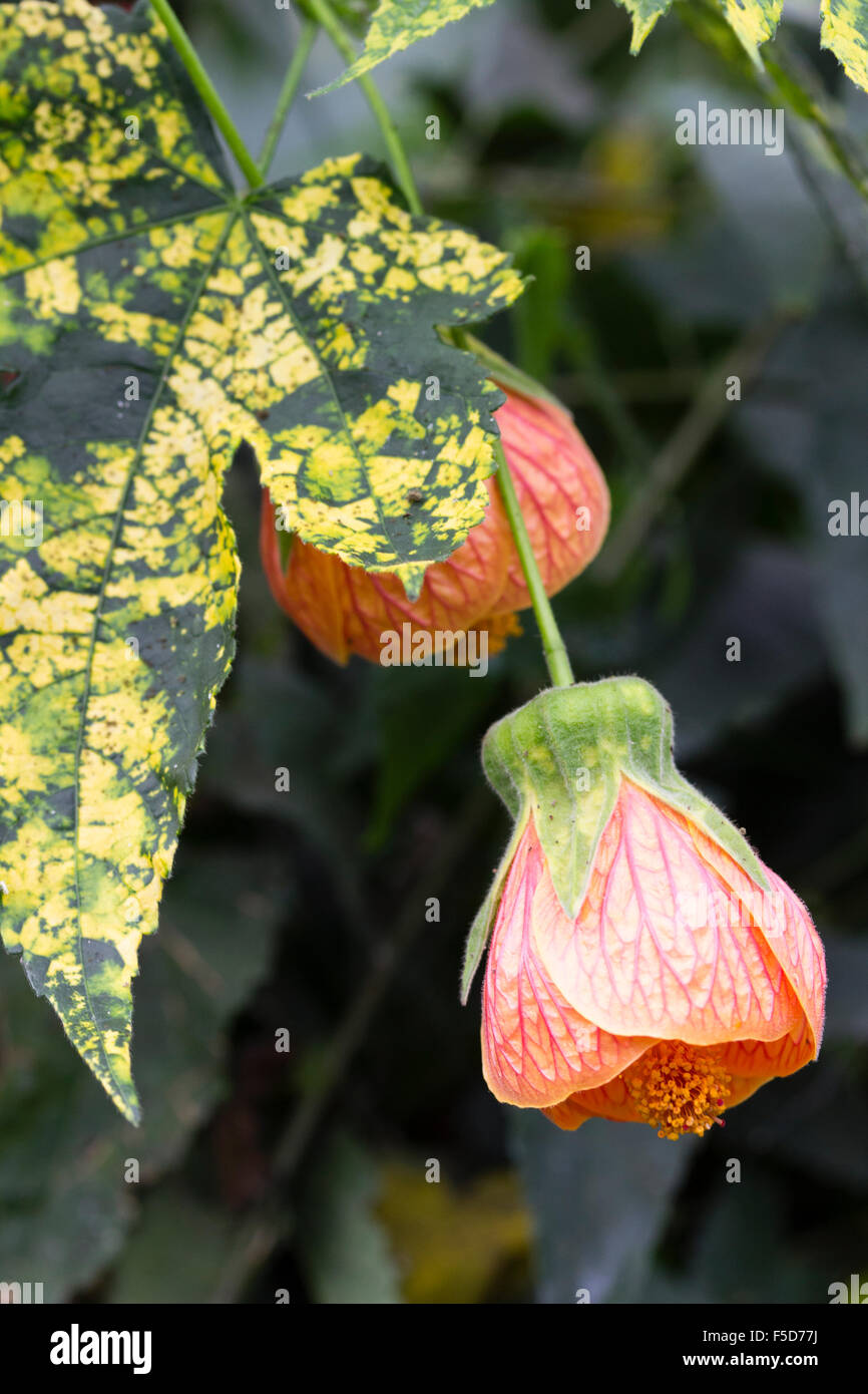 Variegated foliage and pale orange bell flowers of the tender flowering maple, Abutilon pictum 'Thompsonii' Stock Photo