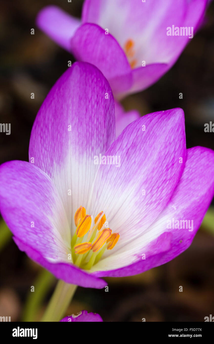 Flower of the later blooming meadow saffron, Colchicum 'Oktoberfest' Stock Photo