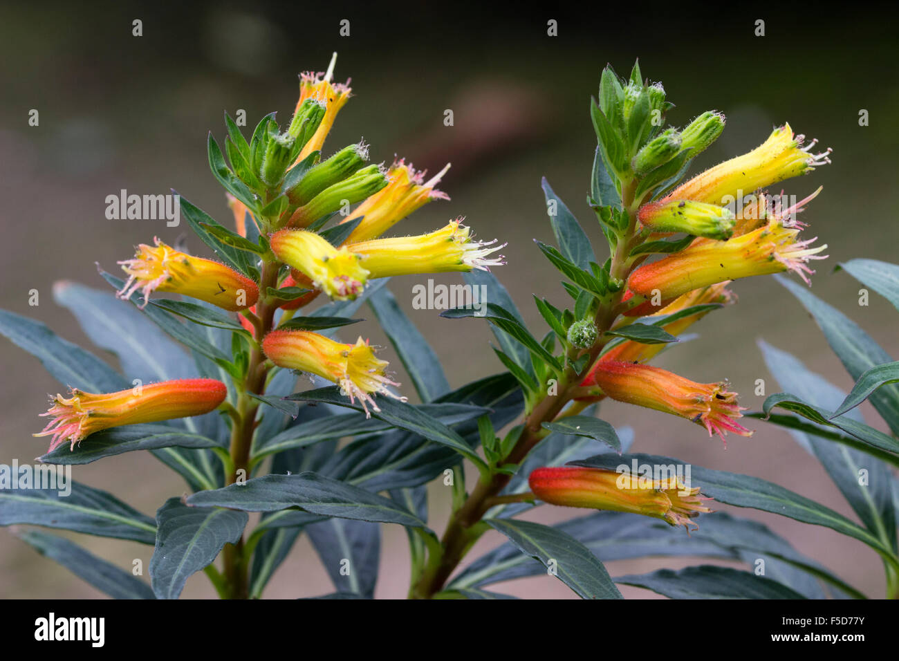 Autumn flowers of the long blooming tender perennial, Cuphea micropetala Stock Photo