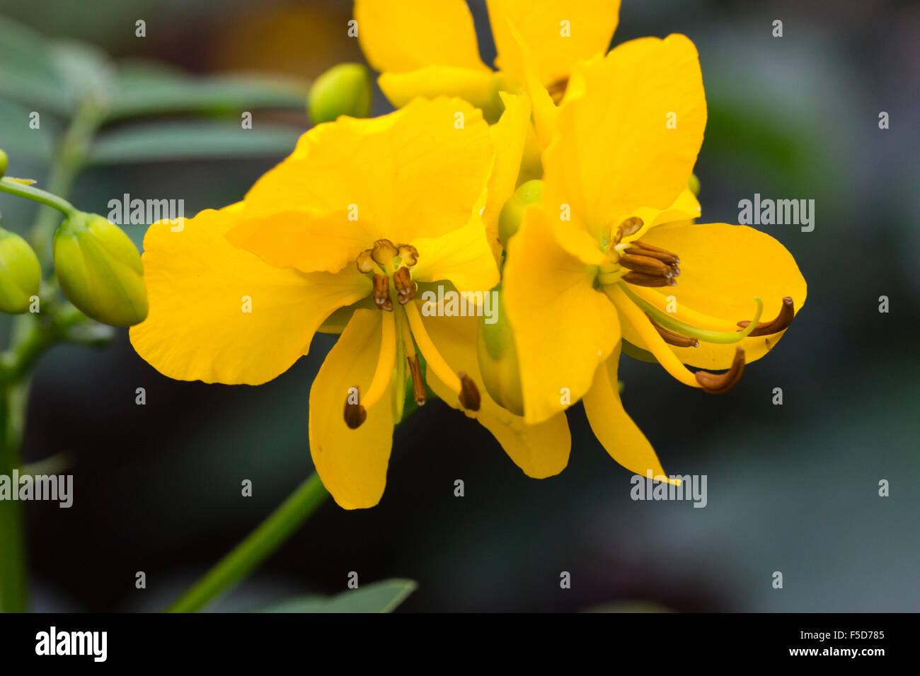 Yellow flowers of the sub-tropical shrub, Senna corymbosa, grown as a conservatory plant Stock Photo