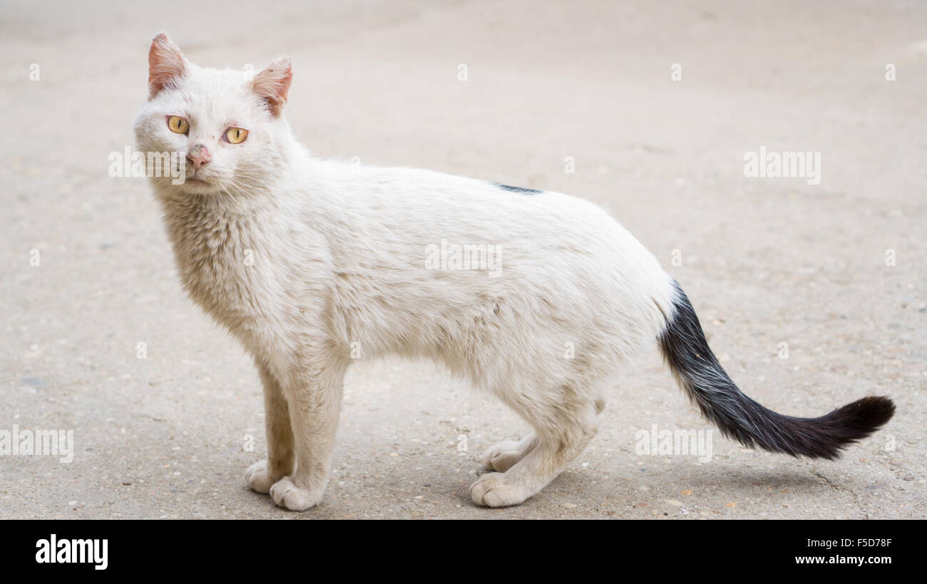 Ill white cat in the street, closeup view Stock Photo - Alamy