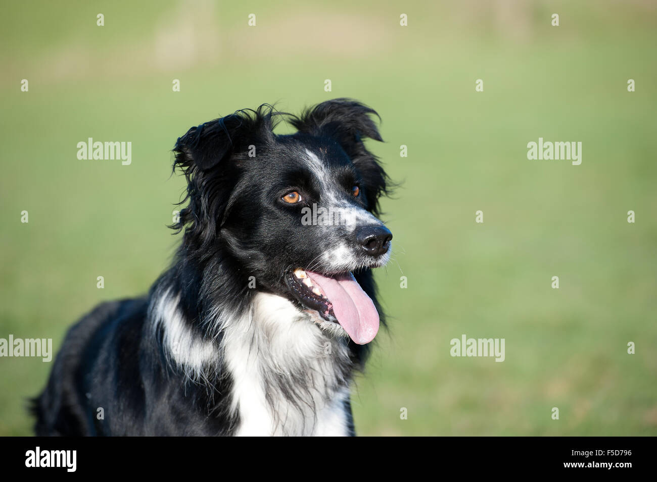 Featured image of post Australian Kelpie Schwarz Weiss 25 971 likes 22 talking about this