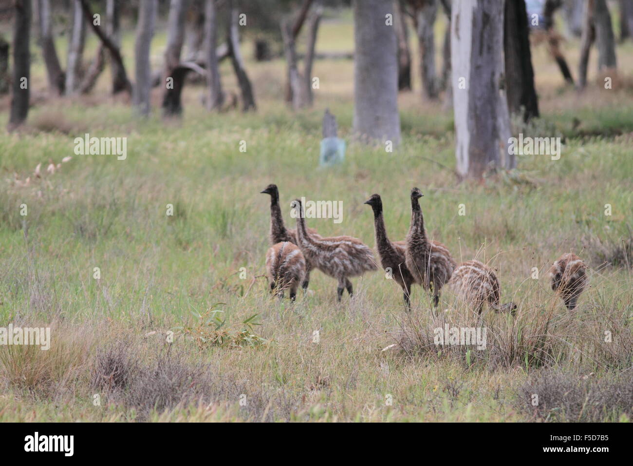 Wild emu in the Australian outback roam free Stock Photo