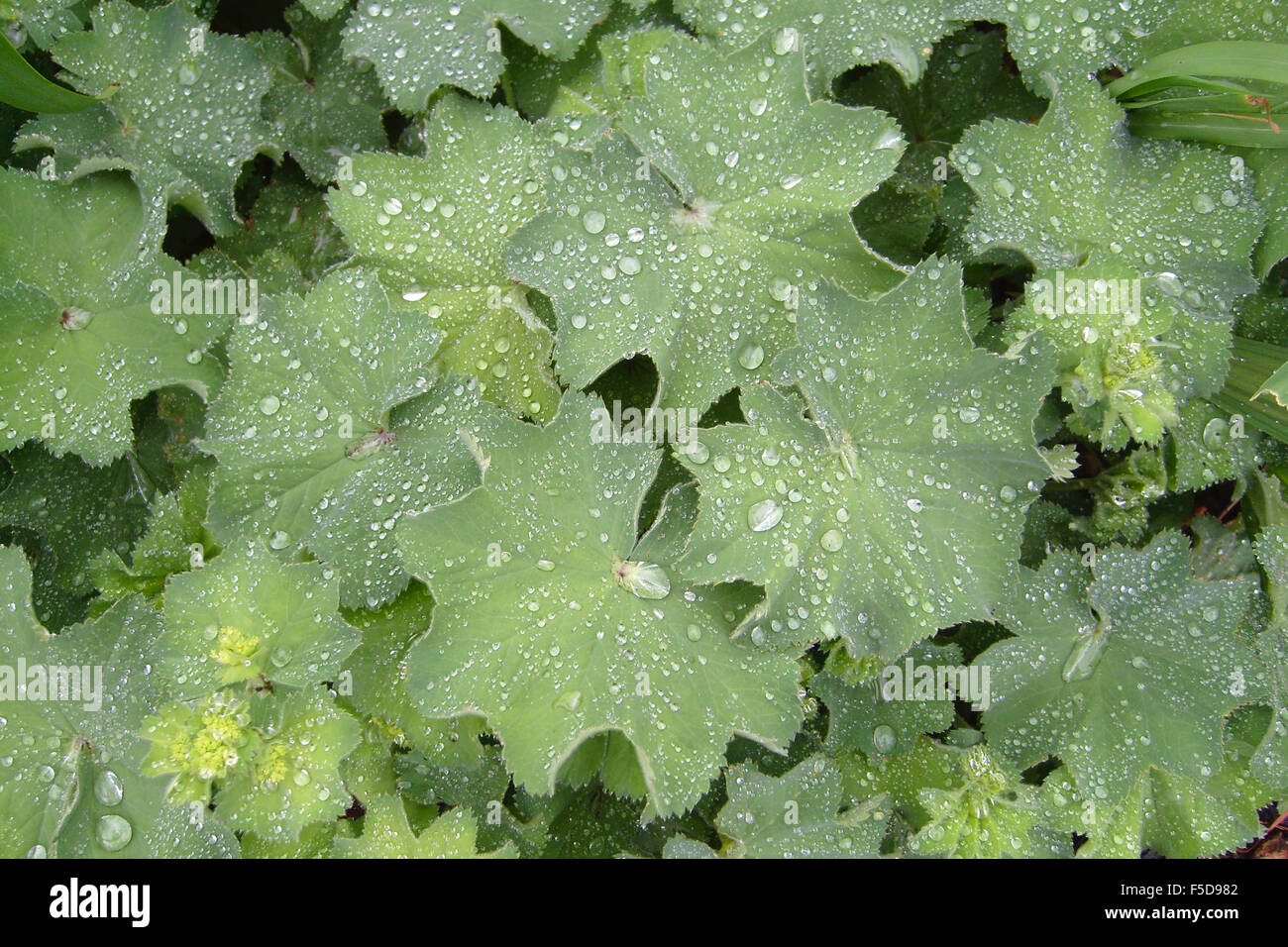 Wet green leaf hi-res stock photography and images - Alamy