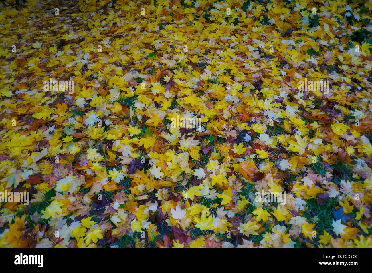 Autumn leaves on the grass in Crystal Palace park, London, UK Stock Photo