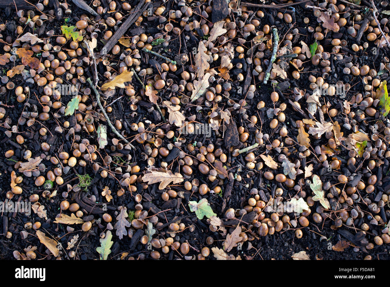 Quercus robur . Fallen English Oak acorns on the ground in autumn Stock Photo