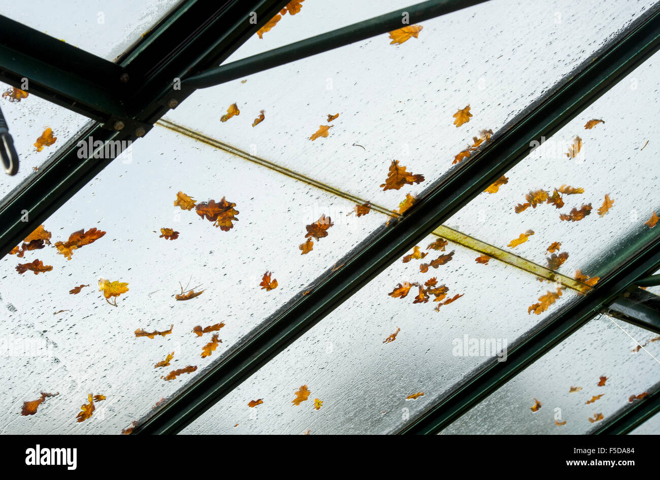 Autumn tree leaves on a greenhouse glass roof Stock Photo - Alamy