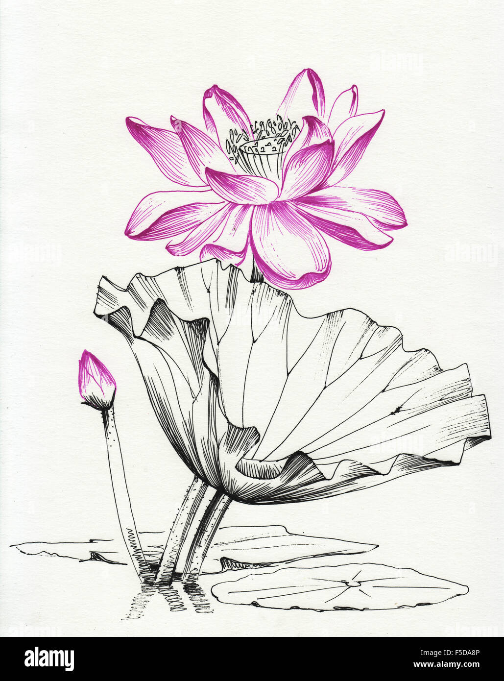 Flowers (Pen Drawing)