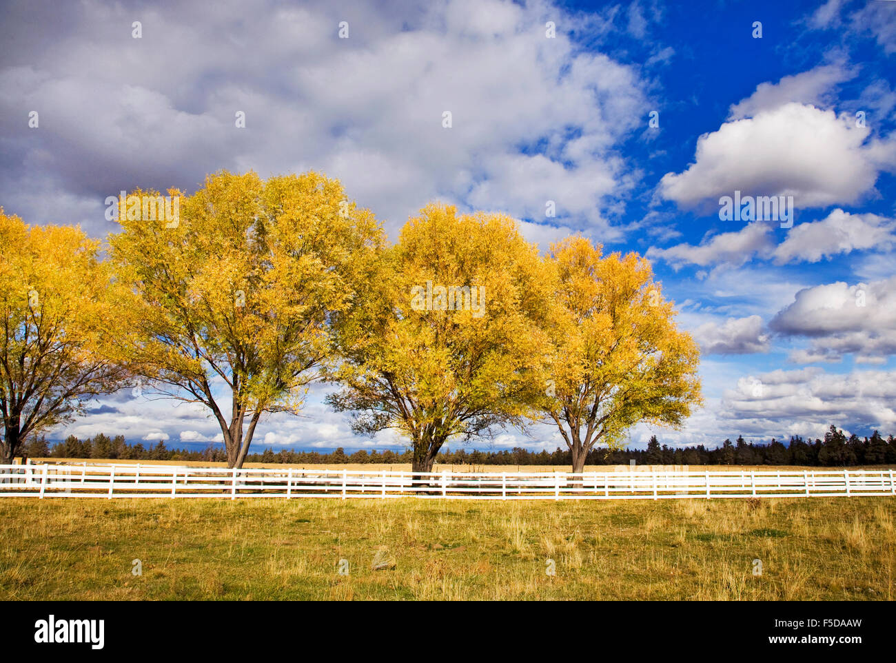 A white rail farm fence and willows turning gold in the autumn color change in Bend, Oregon Stock Photo