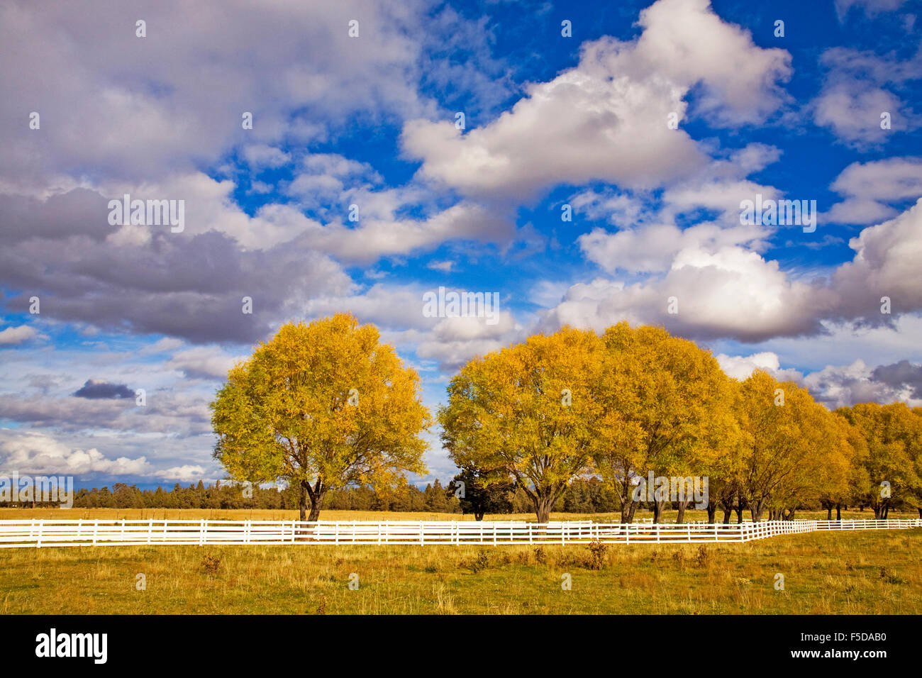 A white rail farm fence and willows turning gold in the autumn color change in Bend, Oregon Stock Photo