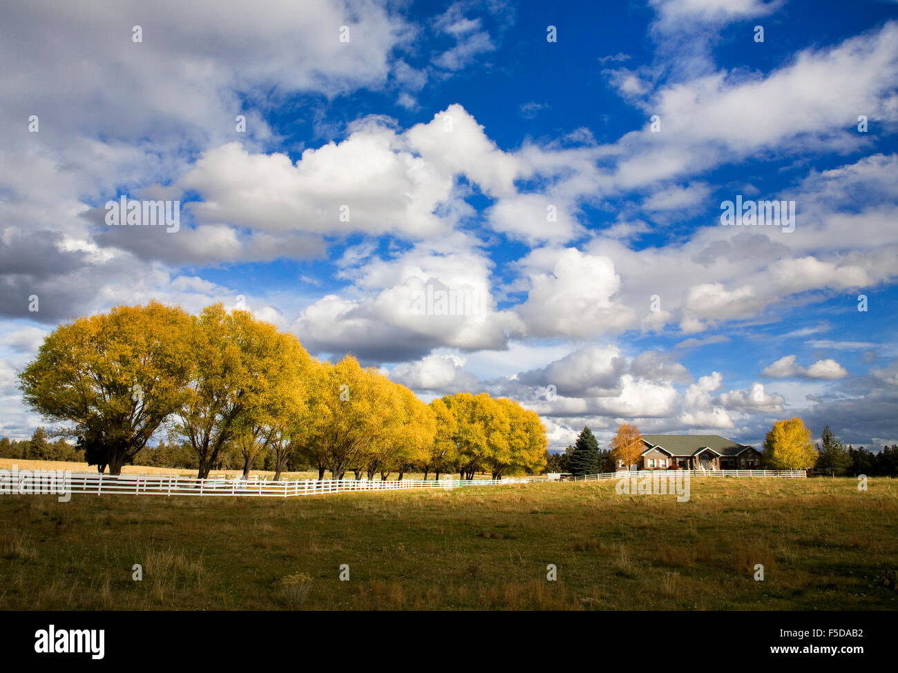 A farm with a white rail fence and a line of willows turning gold in the autumn, in Bend, Oregon Stock Photo