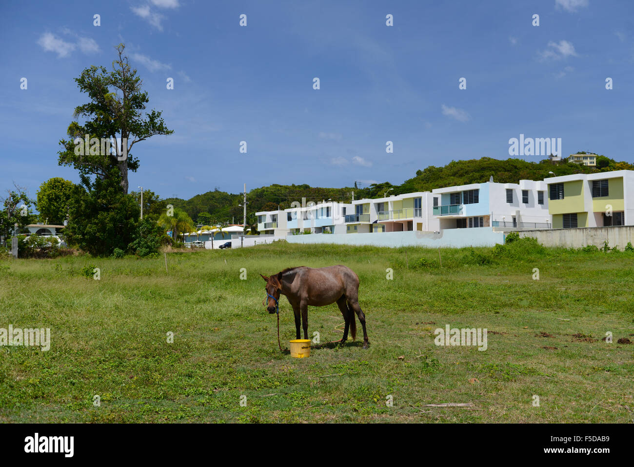 Lonely horse on a hot day at Marina Beach.  Ricon, Puerto Rico. USA territory. Caribbean Island. Stock Photo