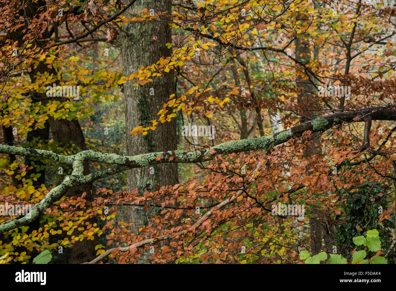 Wadhurst, UK. 01st Nov, 2015. Autumn colours dominate the woods near