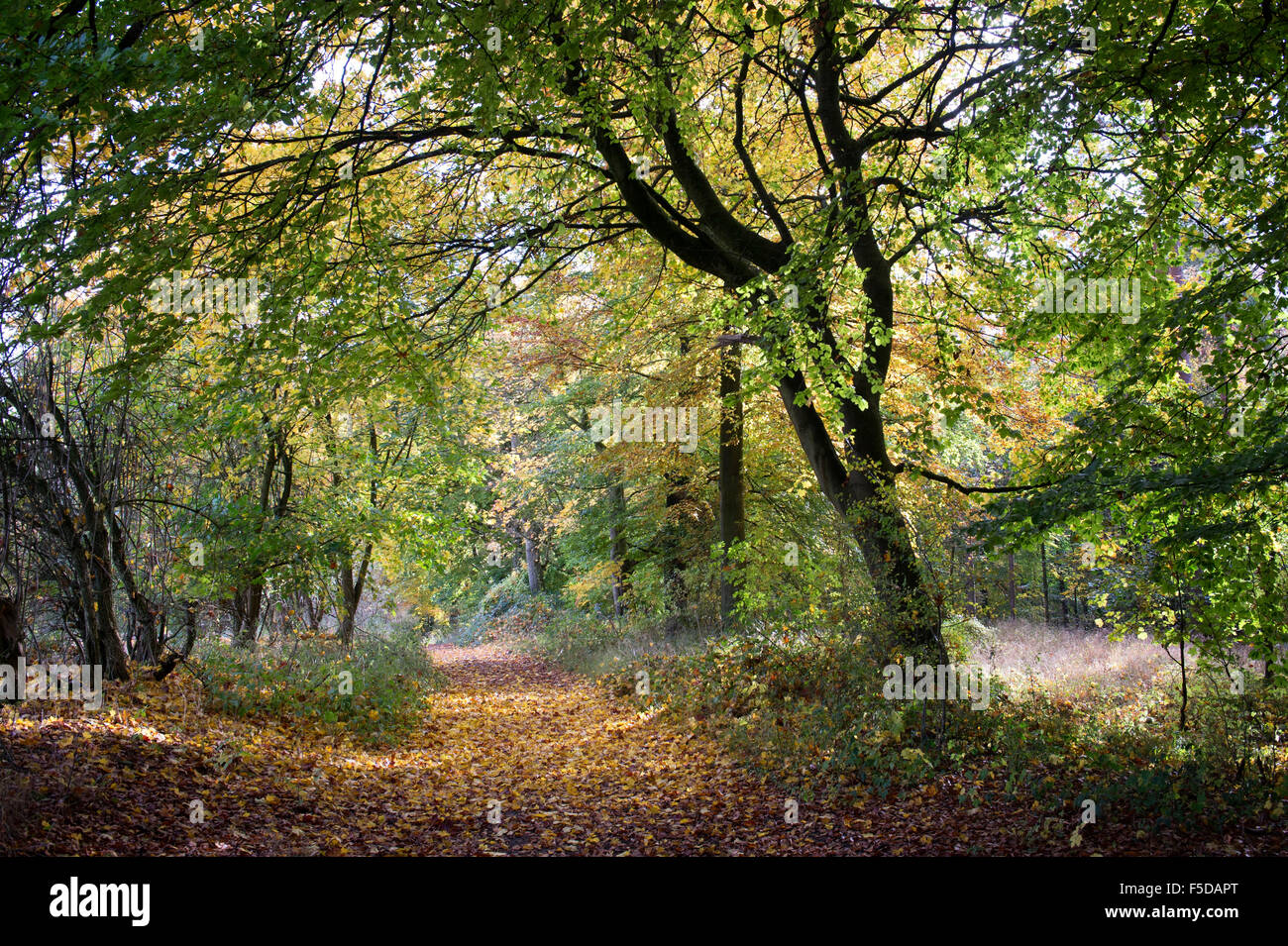 Pathway through Beech trees in an English woodland in autumn Stock Photo
