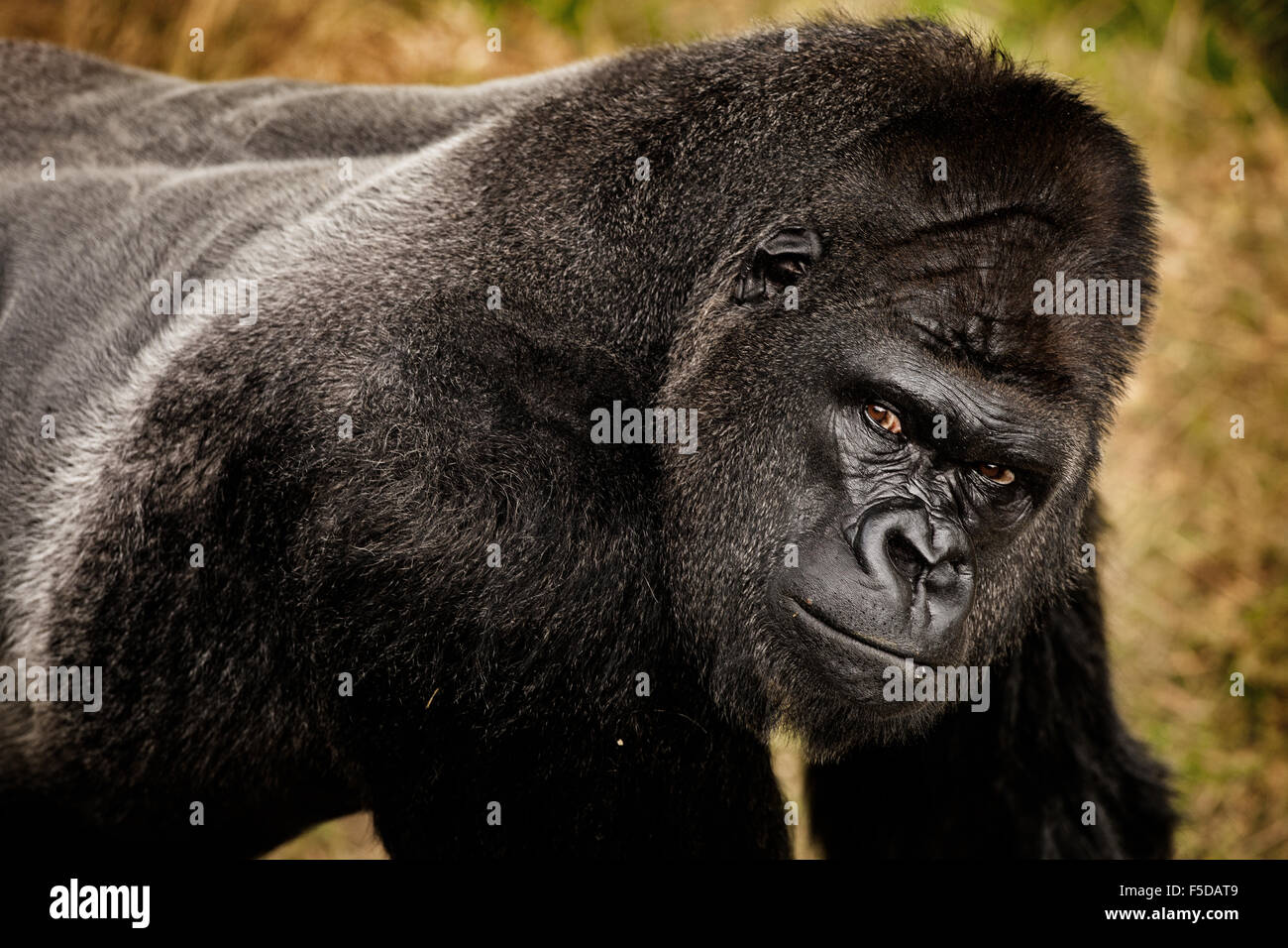 A gorilla staring into the camera Stock Photo