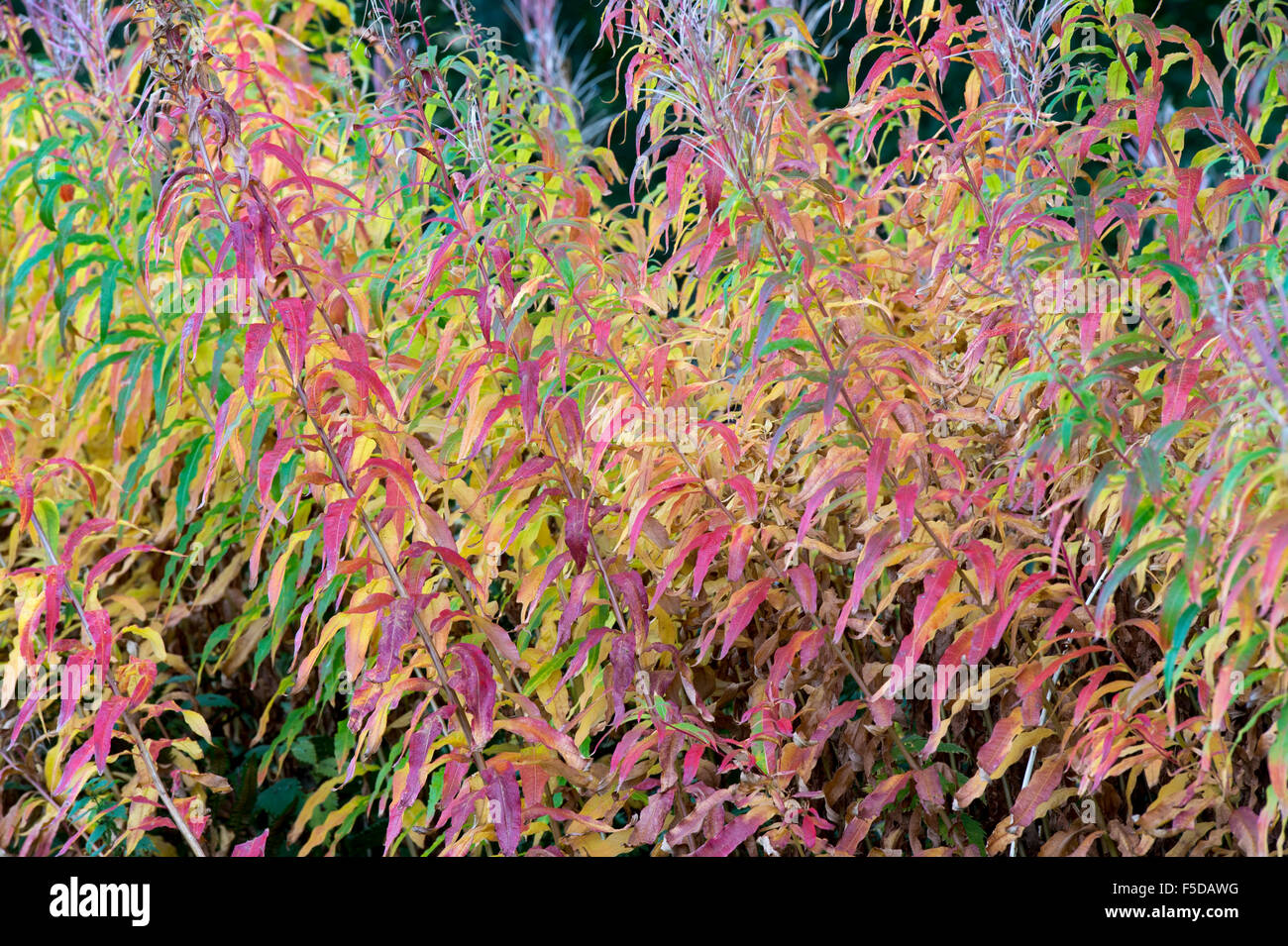 Chamerion angustifolium. Rosebay willowherb in autumn in the Scottish countryside Stock Photo