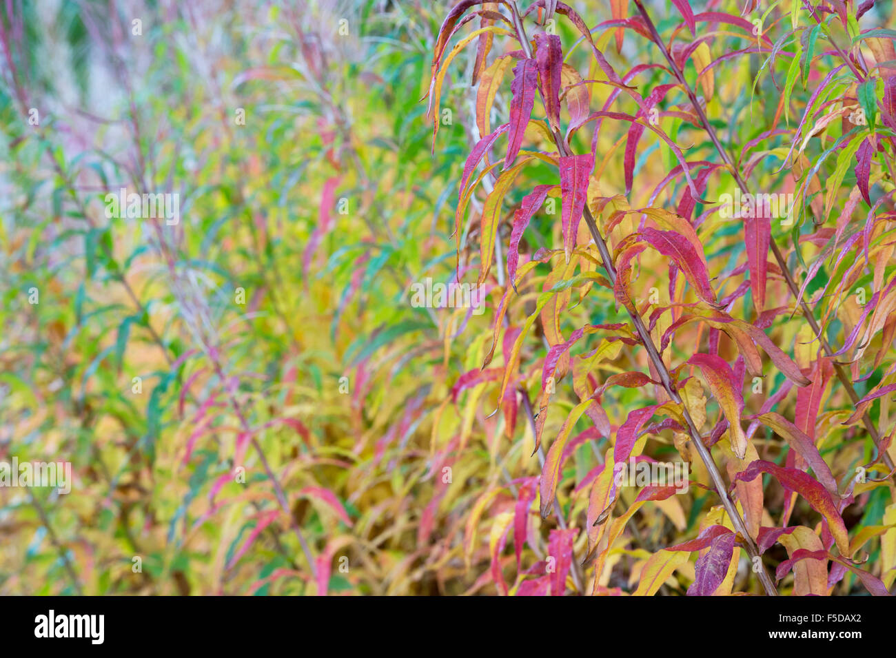 Chamerion angustifolium. Rosebay willowherb in autumn in the Scottish countryside Stock Photo