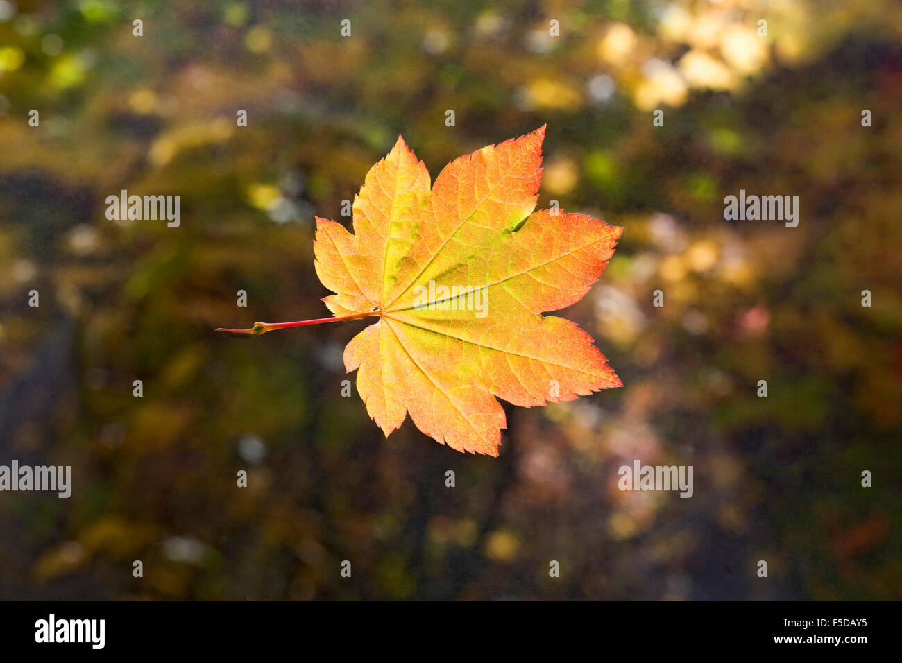 A vine maple leaf in the autumn, in the Oregon Cascades Stock Photo