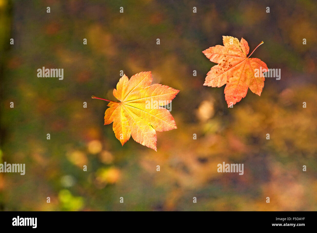 Two maple leaves falling from a maple tree during the autumn color change in October Stock Photo