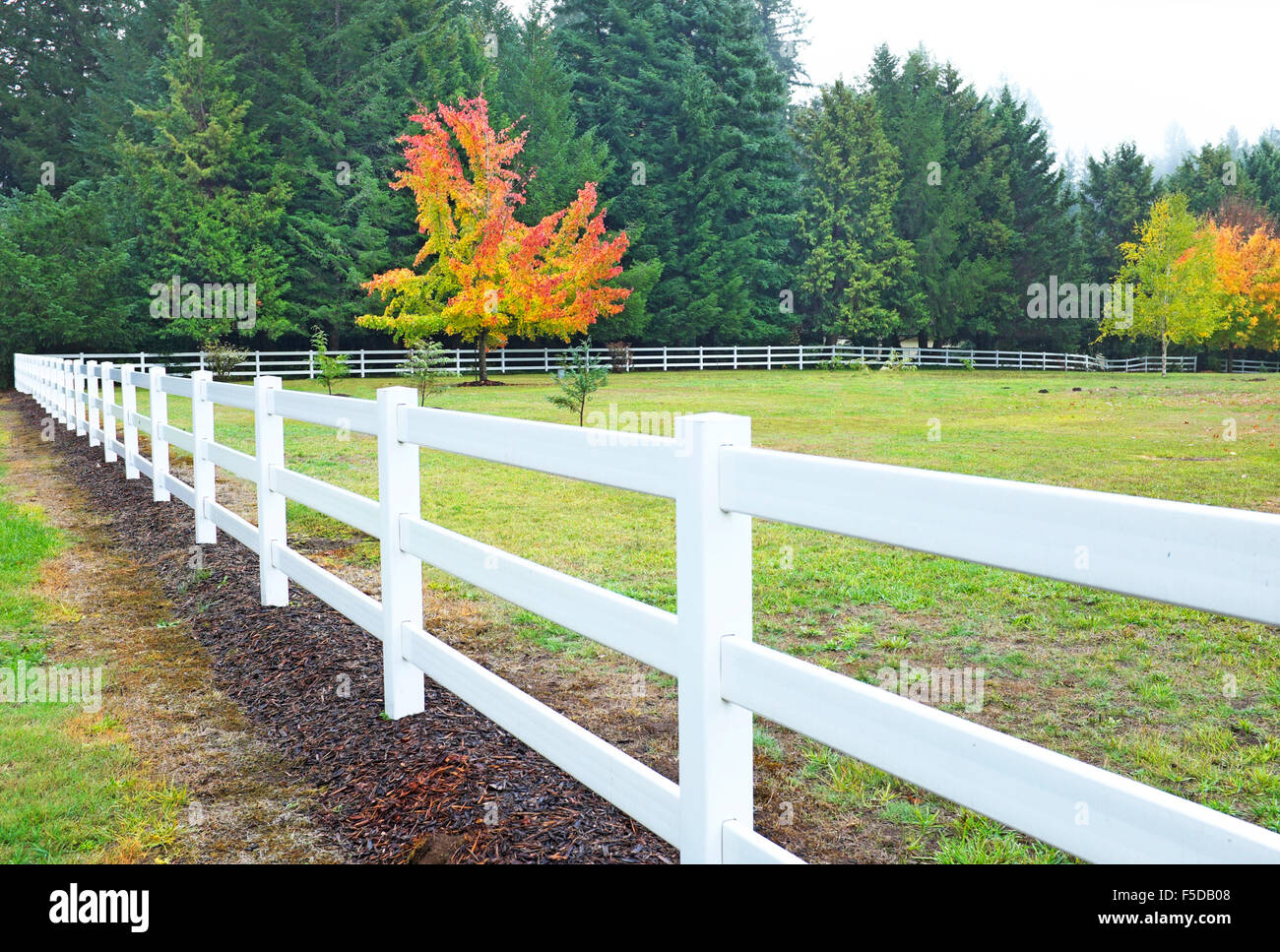 White rail fence and a maple tree turning red and gold in autumn in the ...