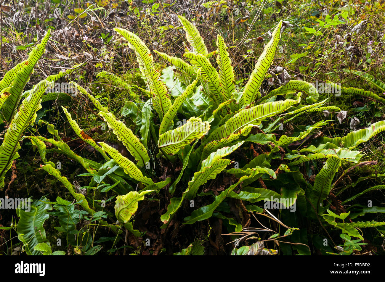 Asplenium scolopendrium, known as hart's-tongue or hart's-tongue fern Stock Photo