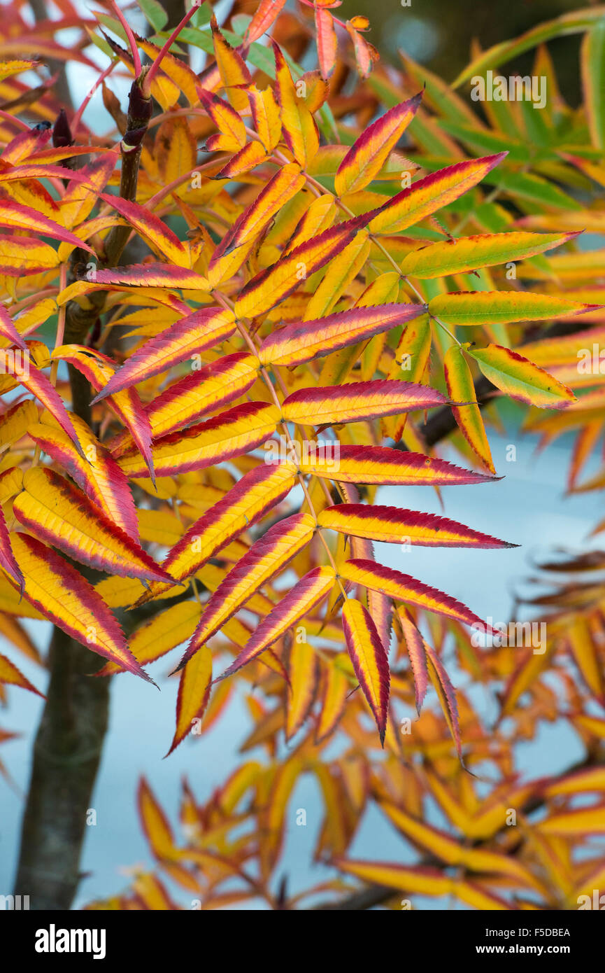 Sorbus Commixta Dodong 'Olympic Flame'. Mountain Ash / Japanese Rowan 'Dodong' tree with fiery autumn foliage. UK Stock Photo