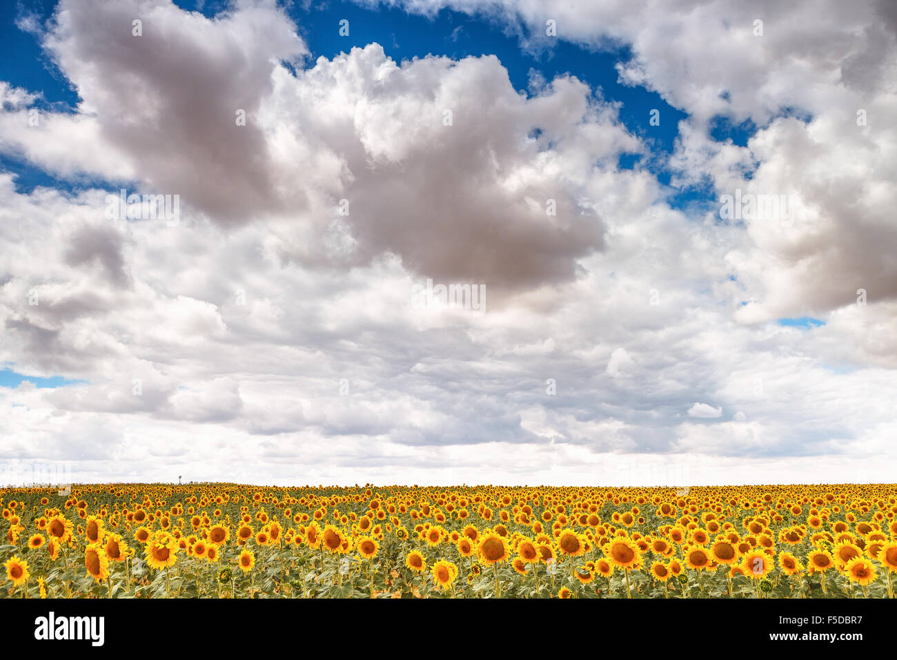 A sunflowers field near Herrera de Pisuerga, Palencia, Castilla Leon, Spain. Stock Photo