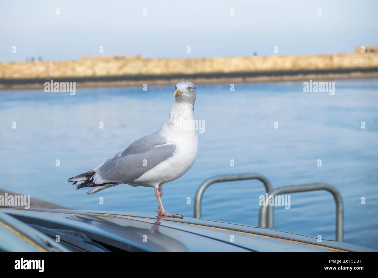 Gull standing on the hood or bonnet of a vehicle looking out to sea, Stock Photo