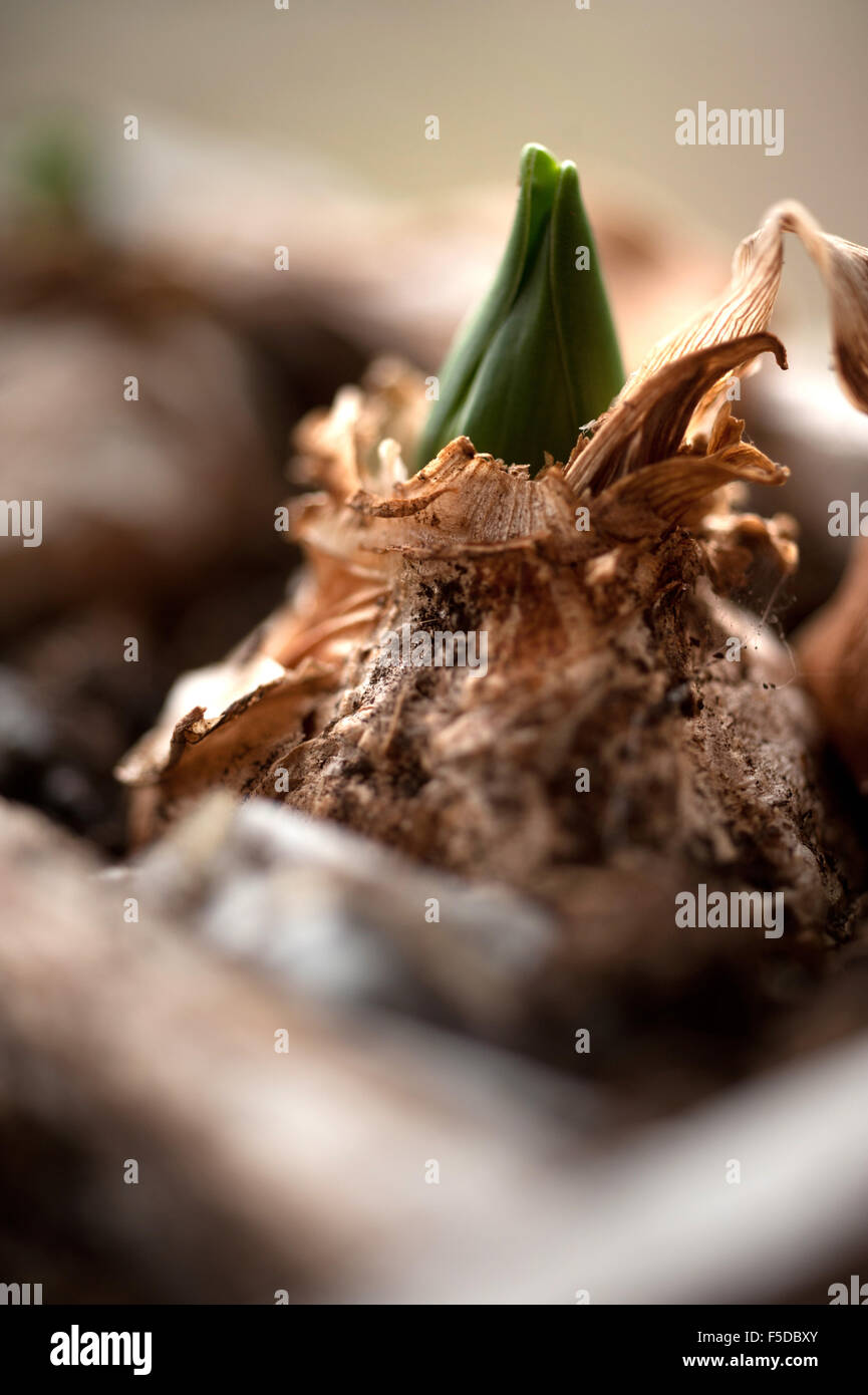 Hyacinth bulb starting to grow Stock Photo Alamy