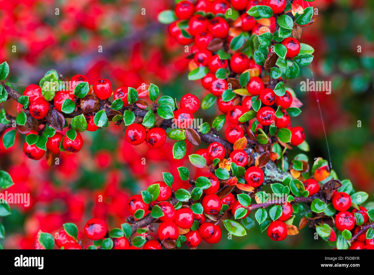 Pyracantha covered in red berries on a damp autumn morning, London, UK Stock Photo