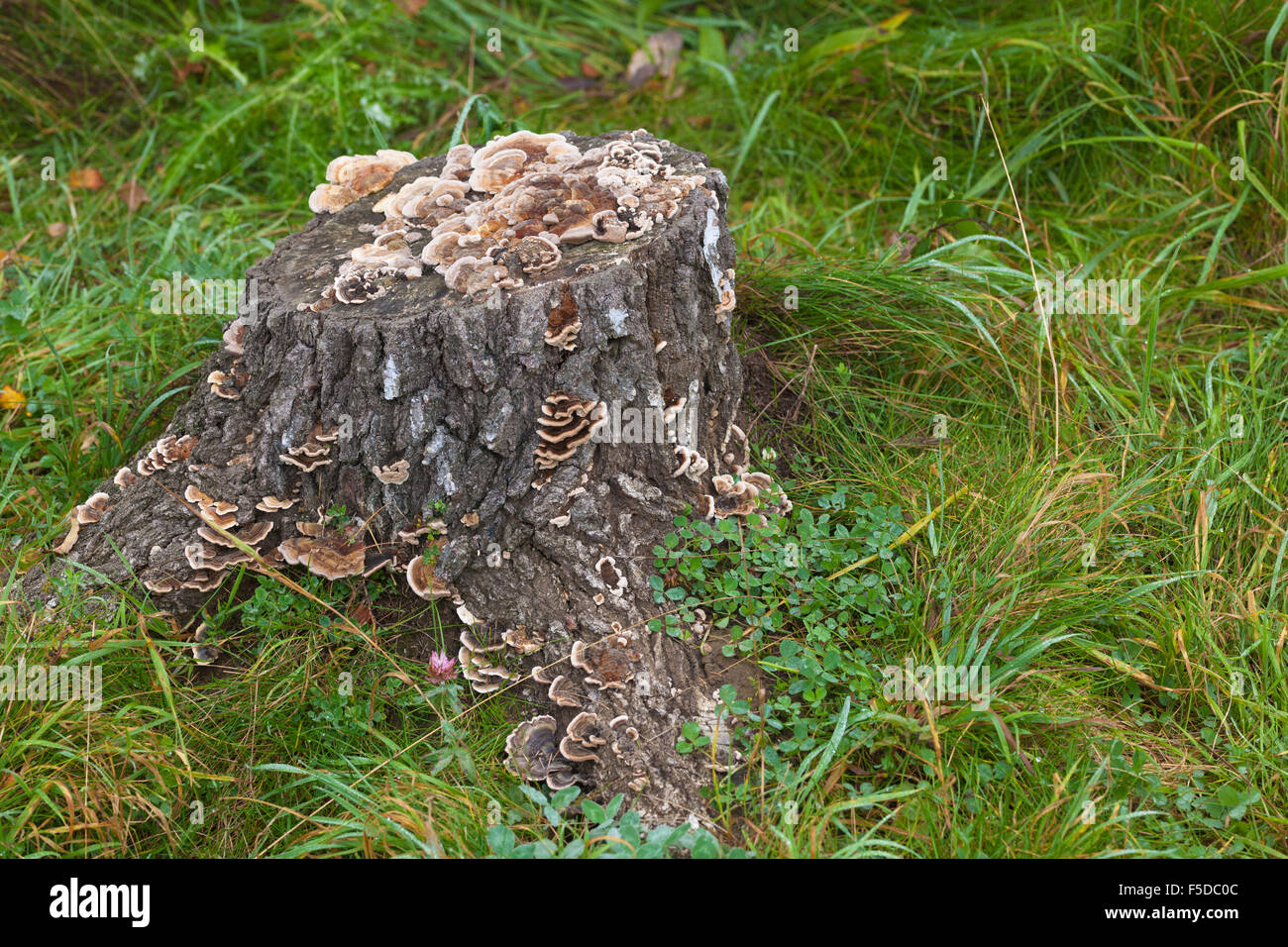 Fruiting Bodies High Resolution Stock Photography and Images - Alamy