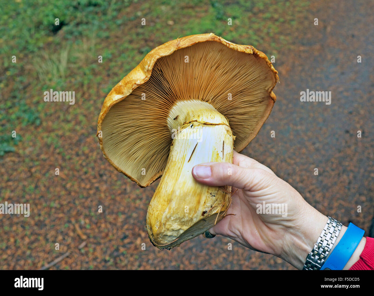An example of Gymnopilus spectabilis, or Big Laughing Gym mushroom, in a spruce/fir forest in the Pacific Northwest Stock Photo