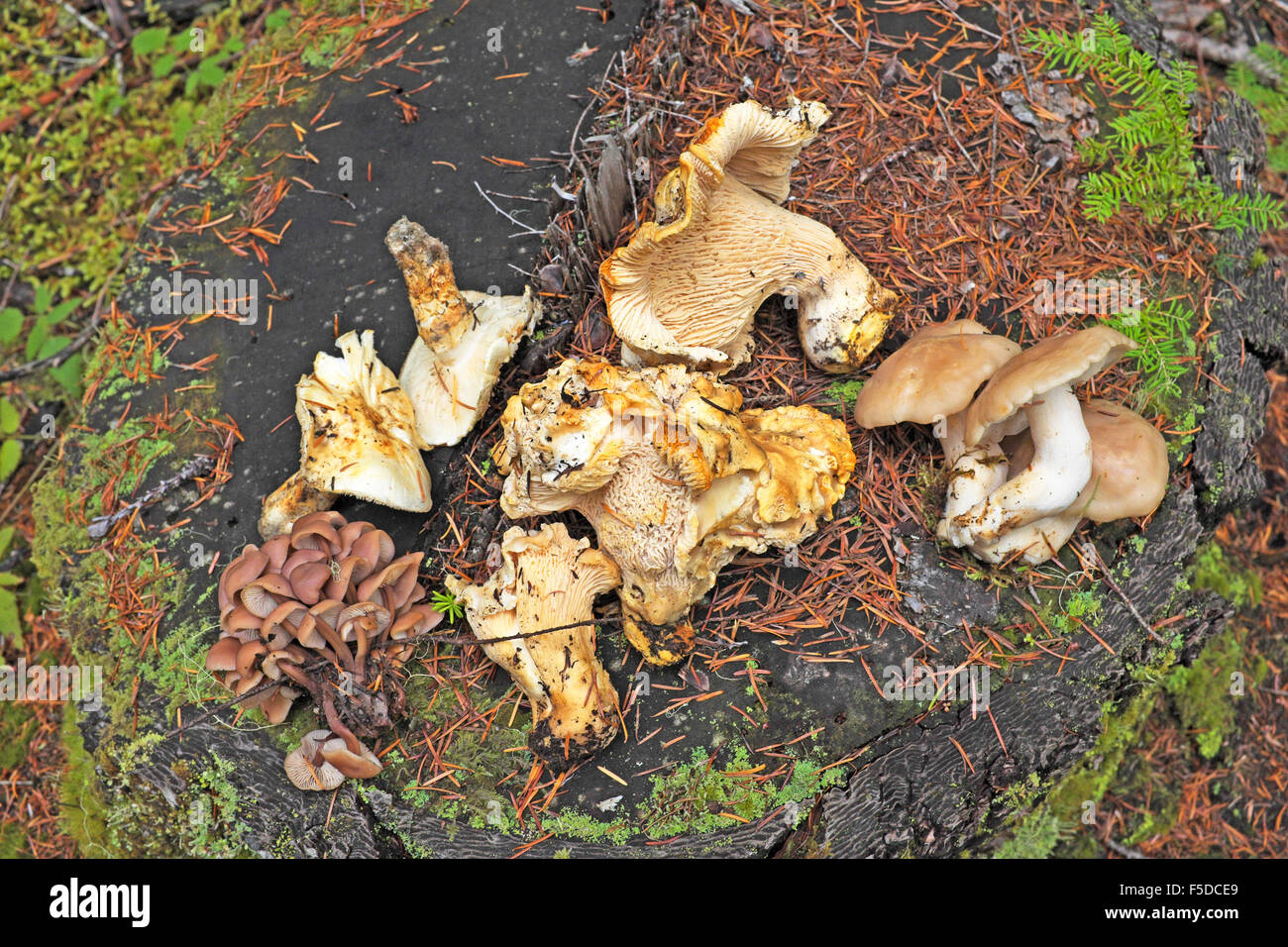 Not Edible Non edible mushrooms hi-res stock photography and images - Alamy