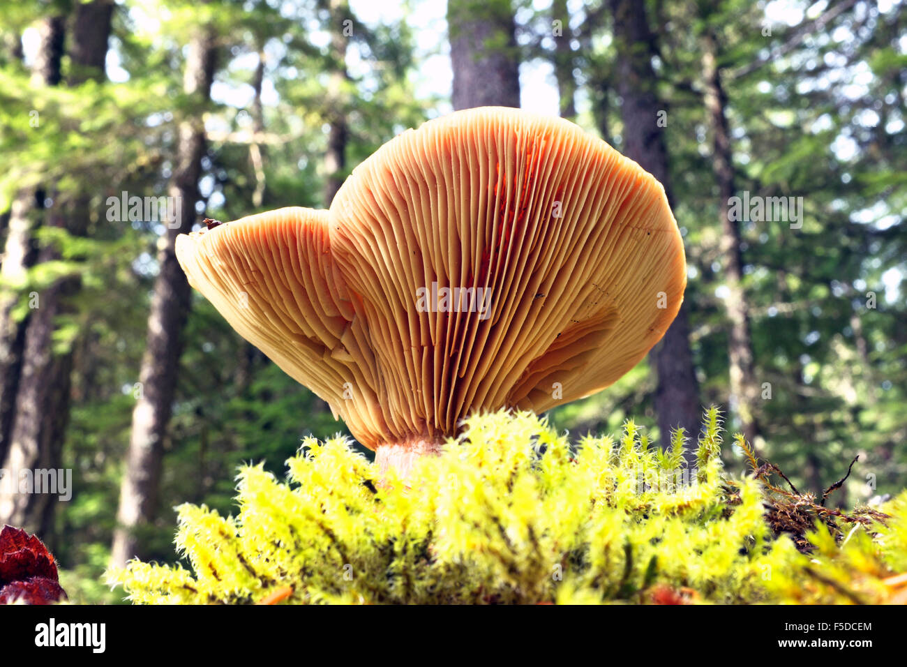 Russula brevipes, a large common mushroom in the Pacific Northwest Stock Photo