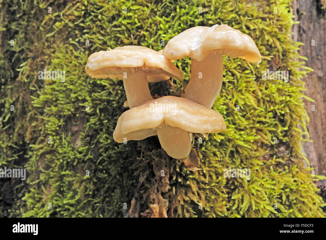 The mushroom Hypsizygus ulmarius, growing from the trunk of a large fir