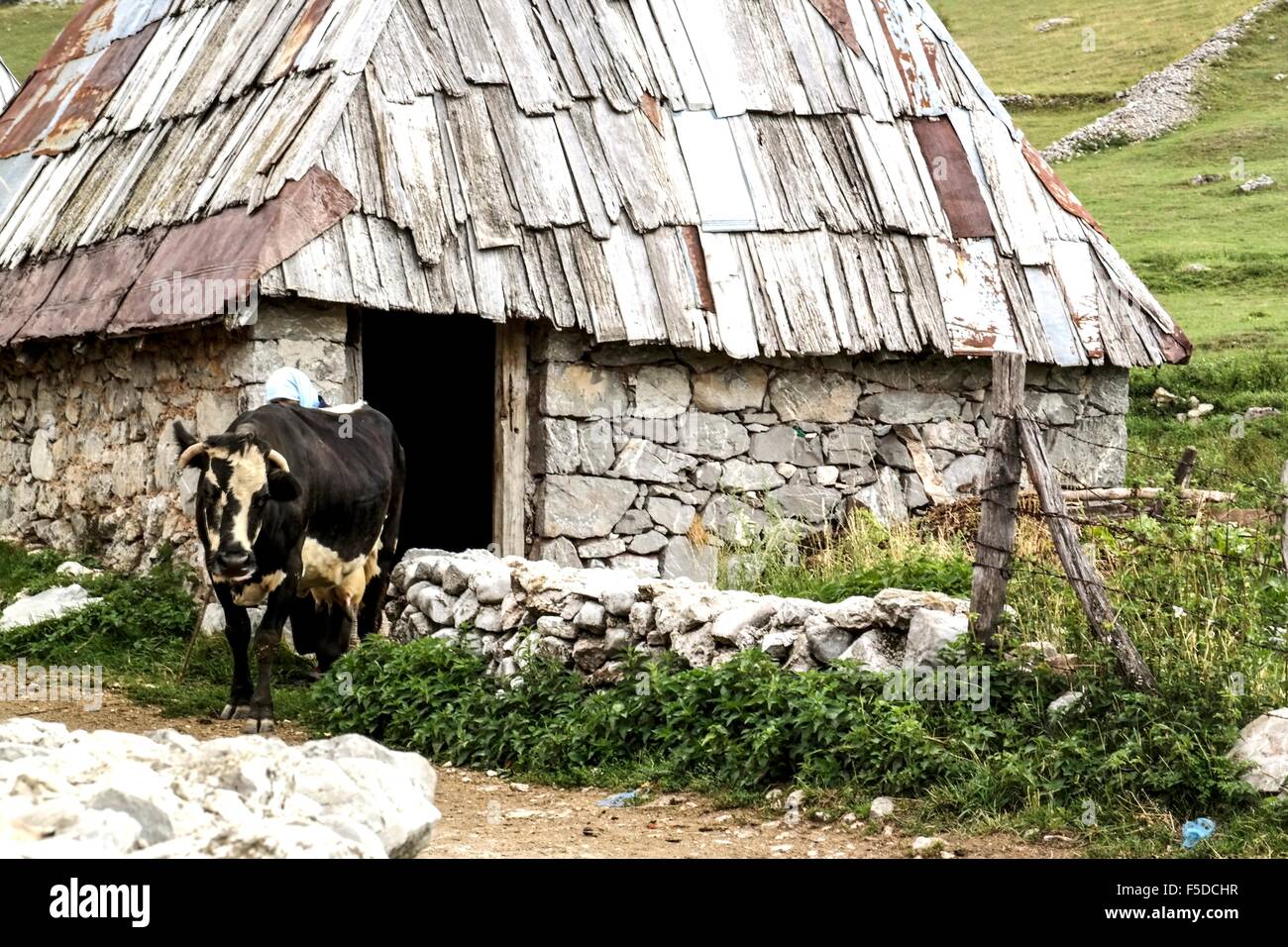Cow coming out of old stonehouse in Lukomir. Stock Photo