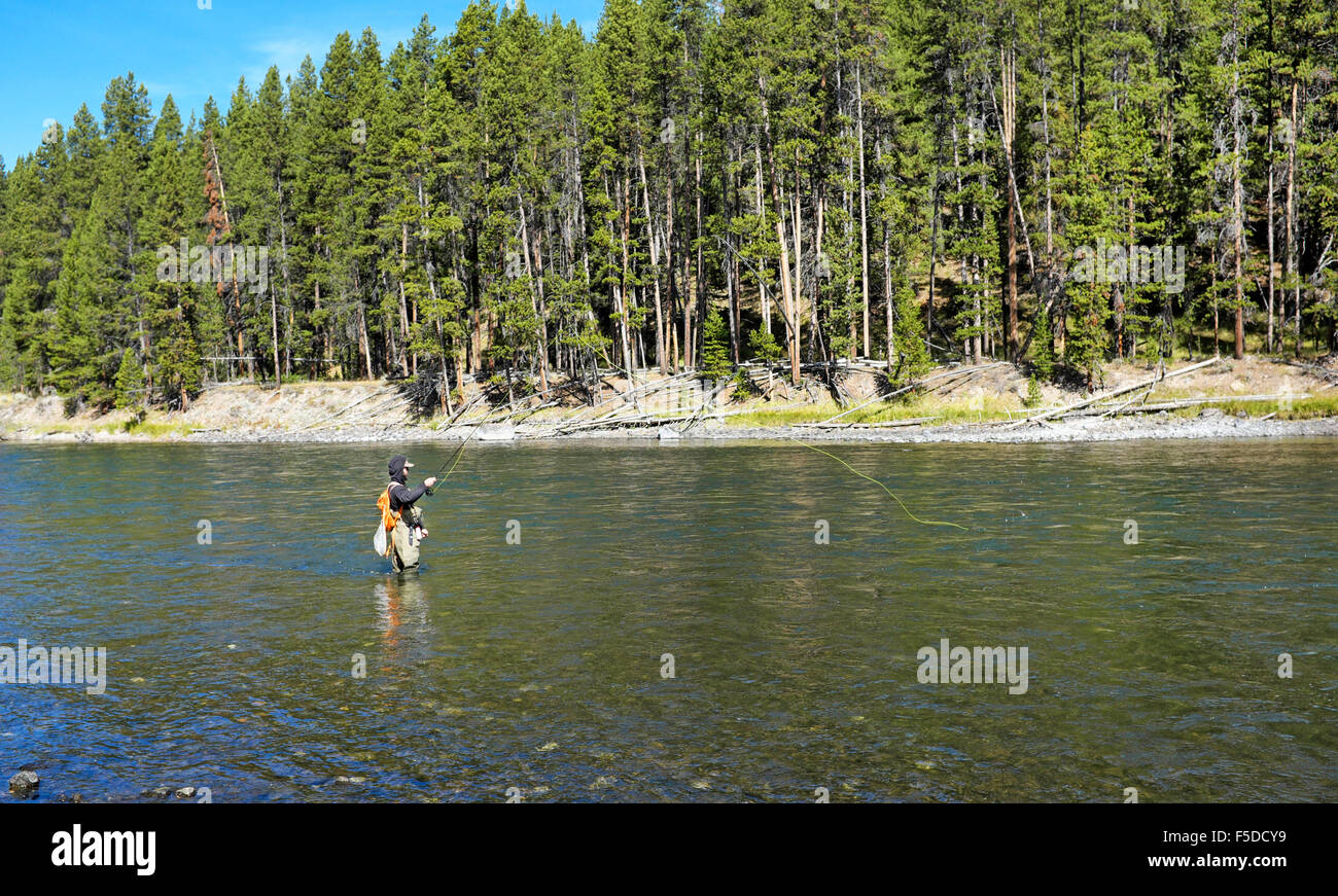 A fly fisherman casts for cutthroat trout on the Yellowstone River near Fishing Bridge in Yellowstone National Park, Wyoming. Stock Photo