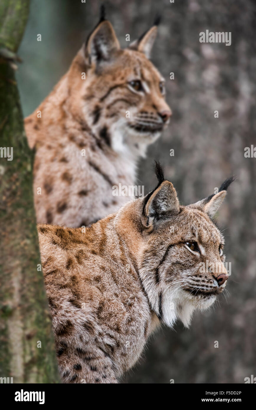 Close up of two Eurasian lynxes (Lynx lynx) in forest Stock Photo Alamy