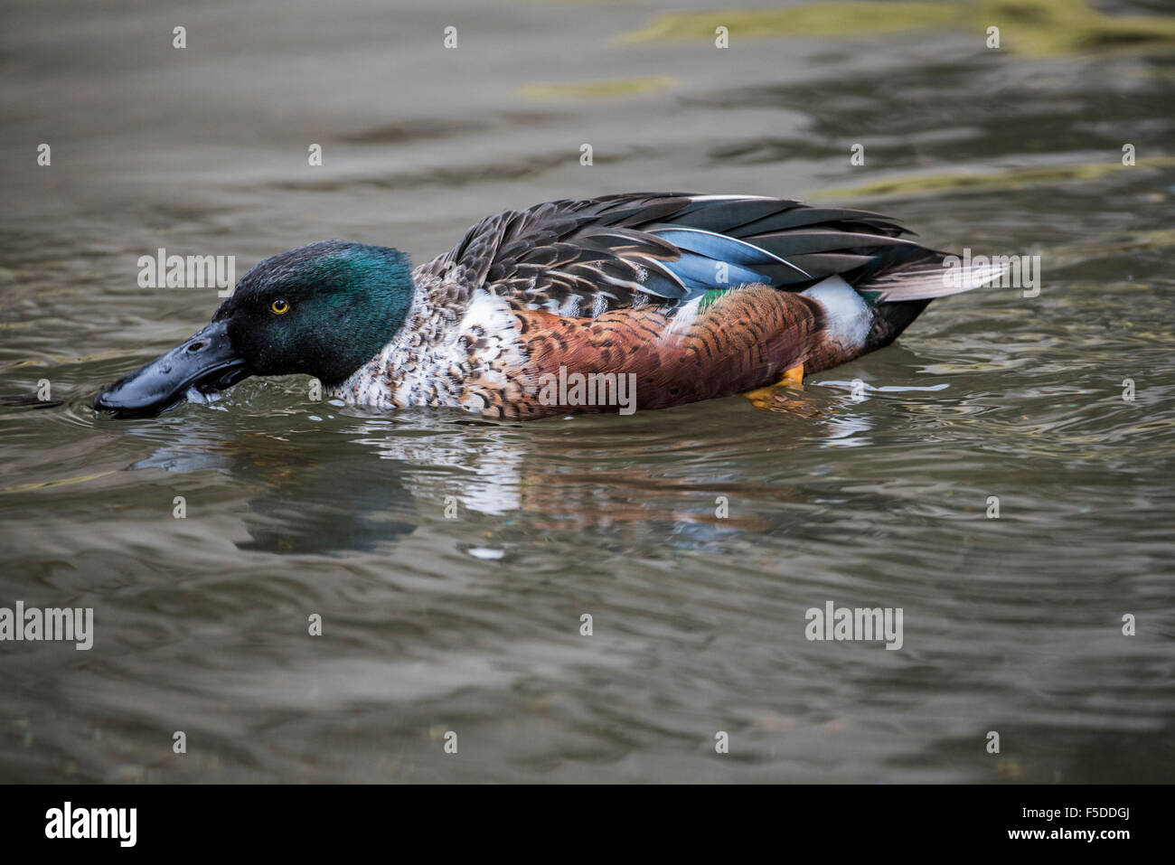 Northern shoveler / northern shoveller (Anas clypeata) male swimming in lake and feeding by skimming crustaceans and plankton Stock Photo