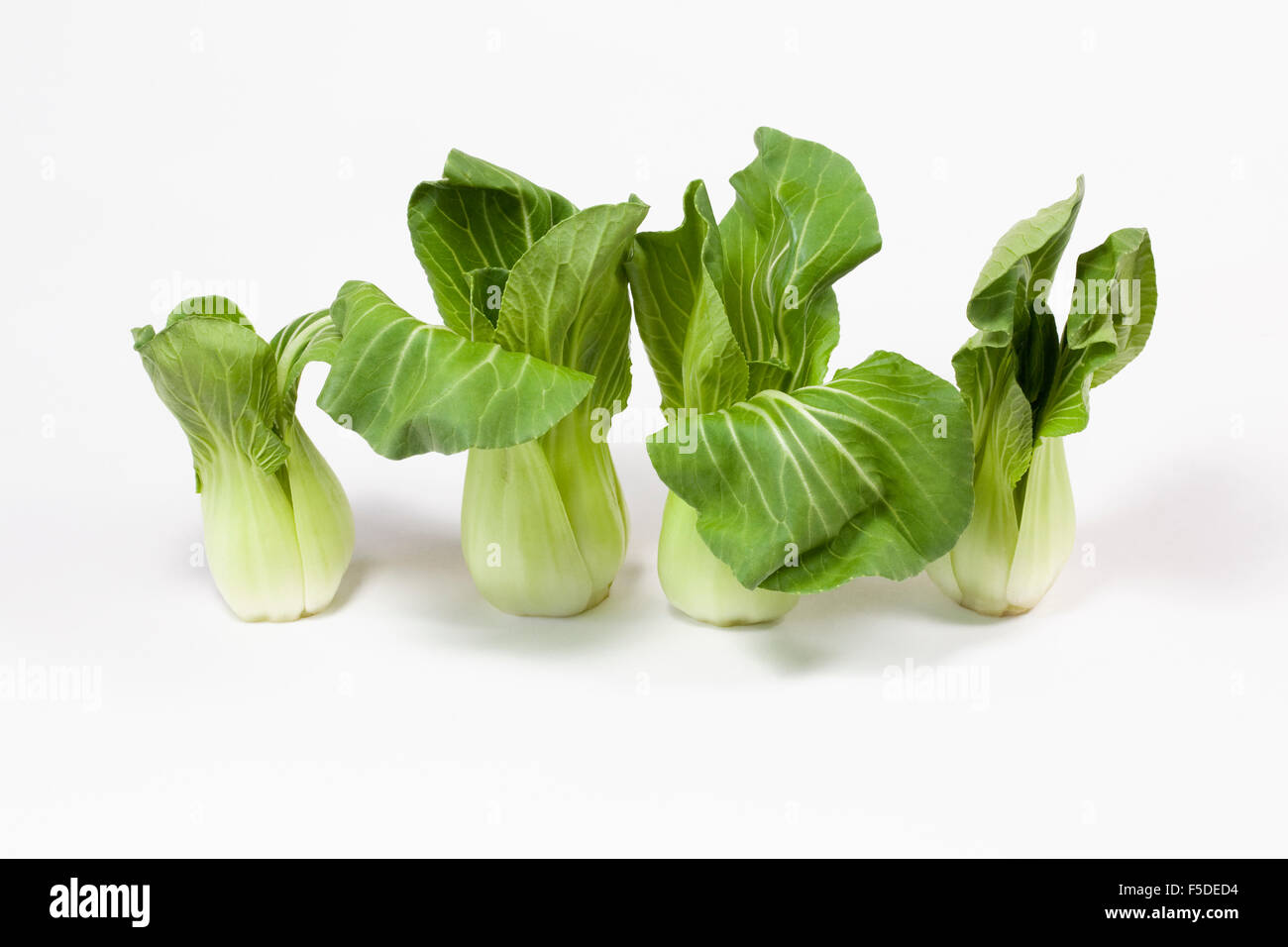 Brassica rapa. Trimmed and washed miniature pak choi on a white background. Stock Photo