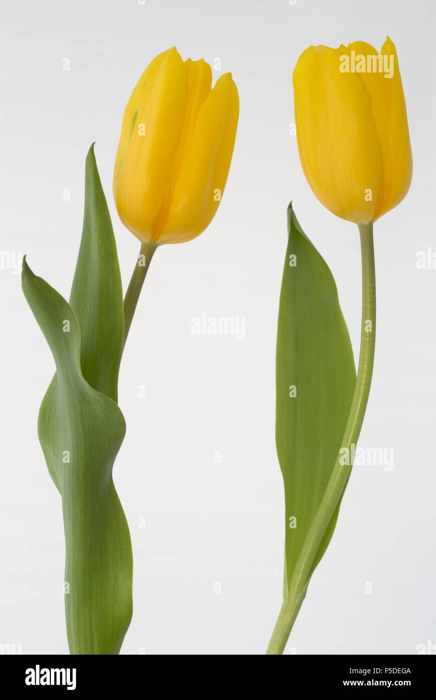 two yellow tulips against a pale background Stock Photo - Alamy