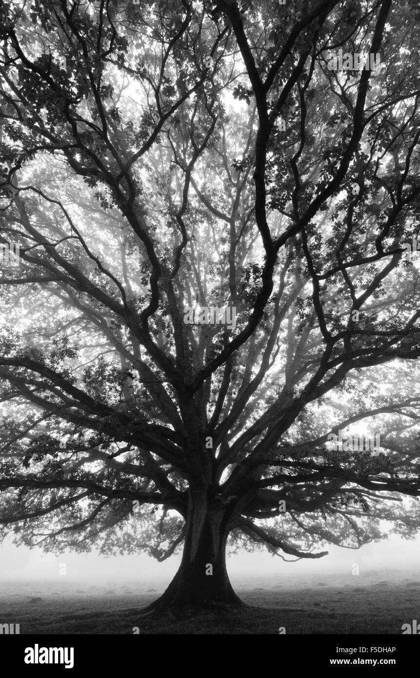 English Oak [Quercus robur] England November mist through a wide-angle lens. Stock Photo