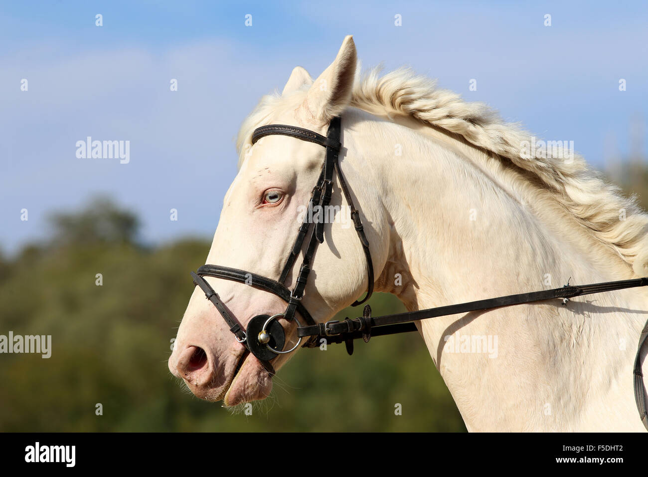 Wonderful white horse with unique blue eyes Stock Photo Alamy