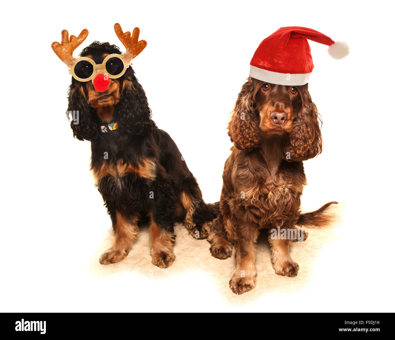 two dogs in fancy dress cutout Stock Photo
